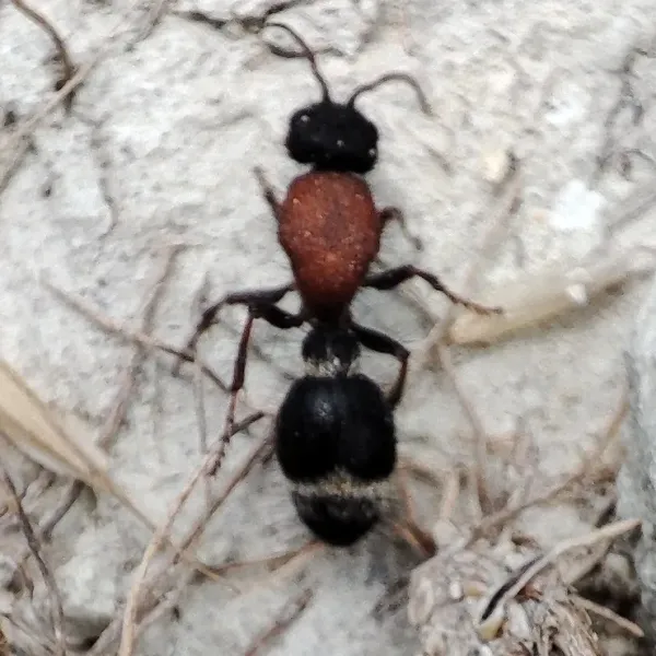 Velvet ant photographed from above on pale rock, showing a rust-red thorax and a black hairy abdomen with a white band