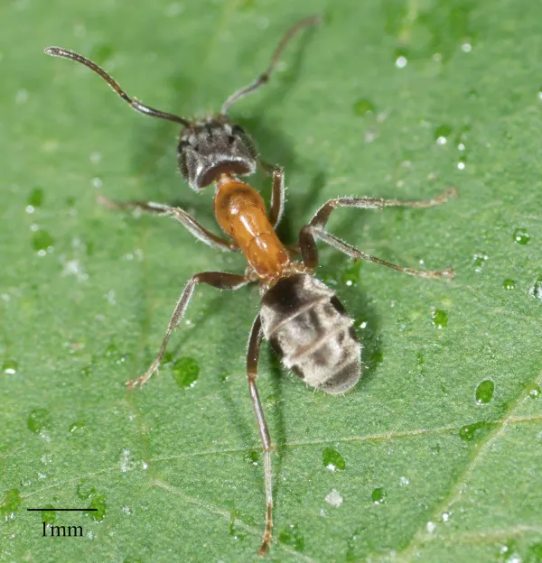 Side view of a velvety tree ant on a green leaf showing its distinctive dark abdomen and orange-red thorax