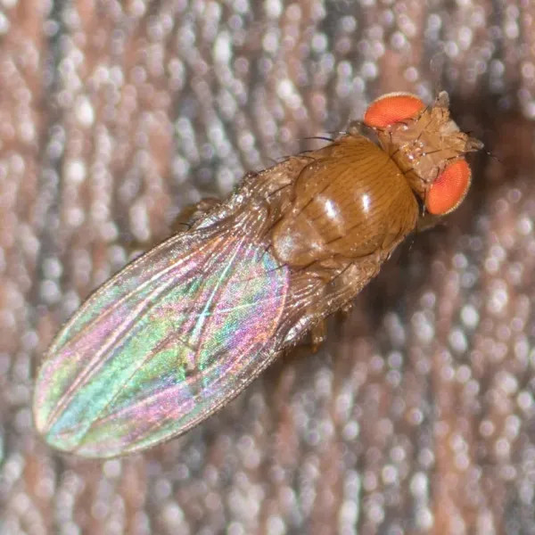 Top-down view of a vinegar fly showing its characteristic tan body and bright red compound eyes