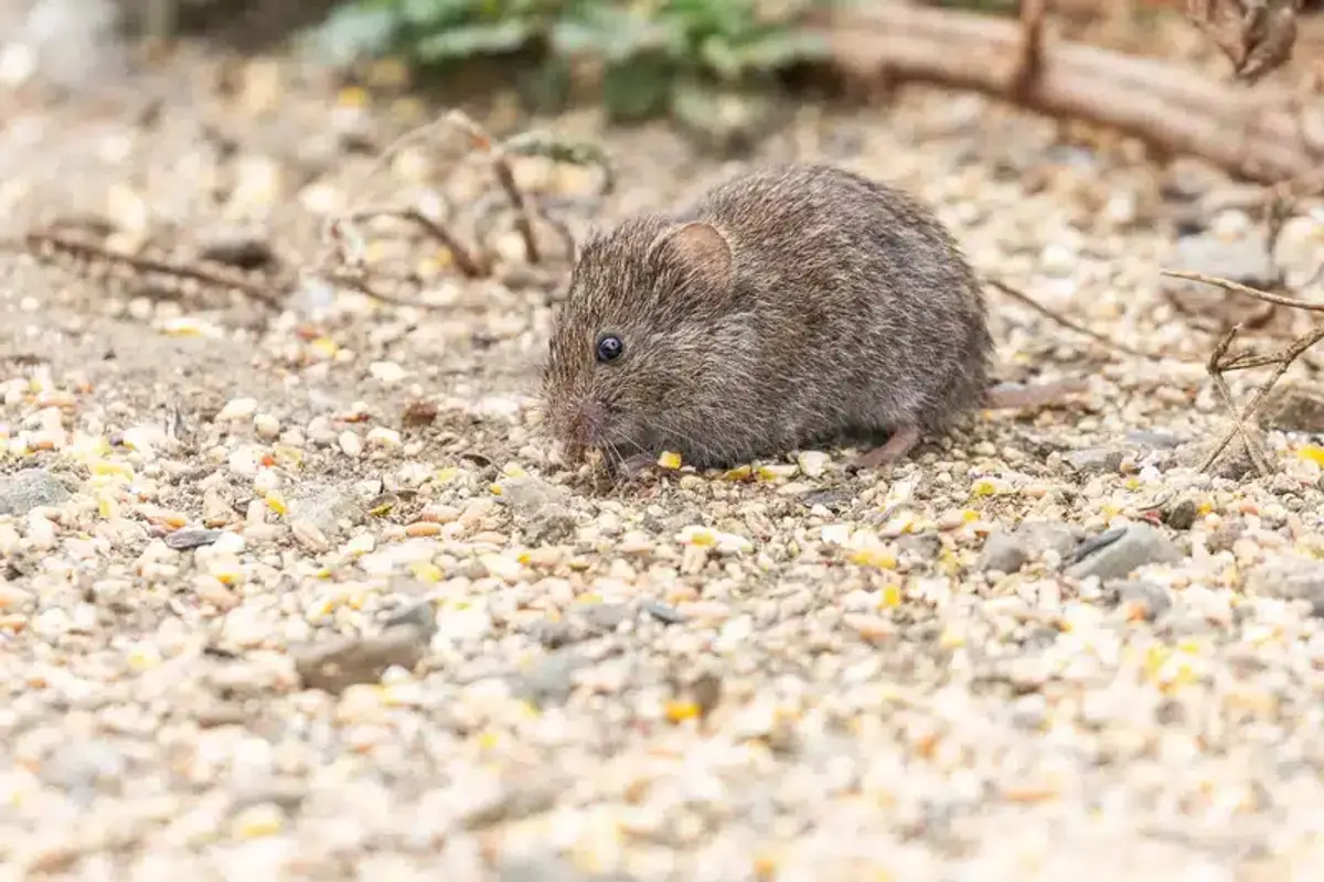 Vole foraging on ground among dirt and rocks