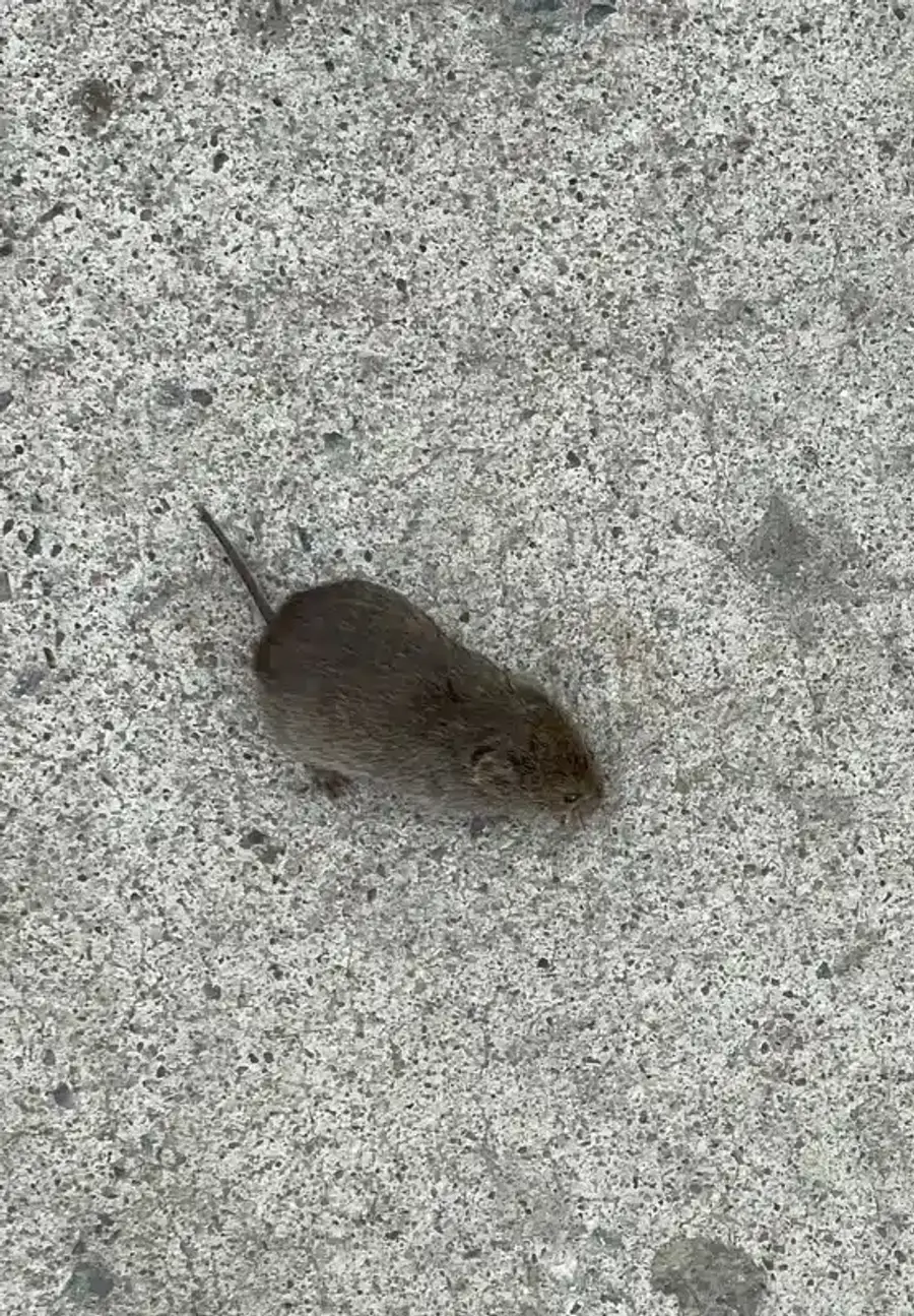 Vole on pavement showing compact body and short tail