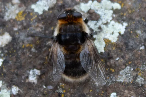 Top-down view of a warble fly resting on a lichen-covered rock showing its bumblebee-like banding