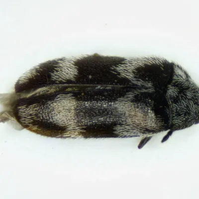 Warehouse Beetles