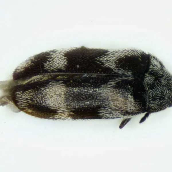 Top-down view of a warehouse beetle showing the characteristic dark brown body with lighter banded markings across the wing covers