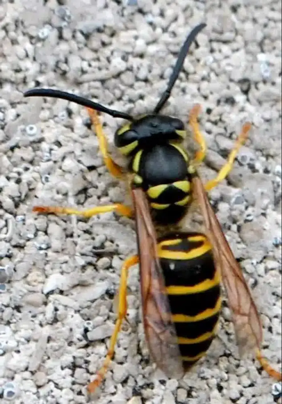 Top-down view of wasp showing segmented body