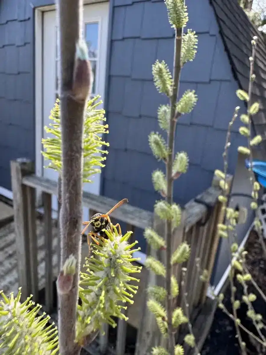 Close-up of paper wasp showing physical characteristics