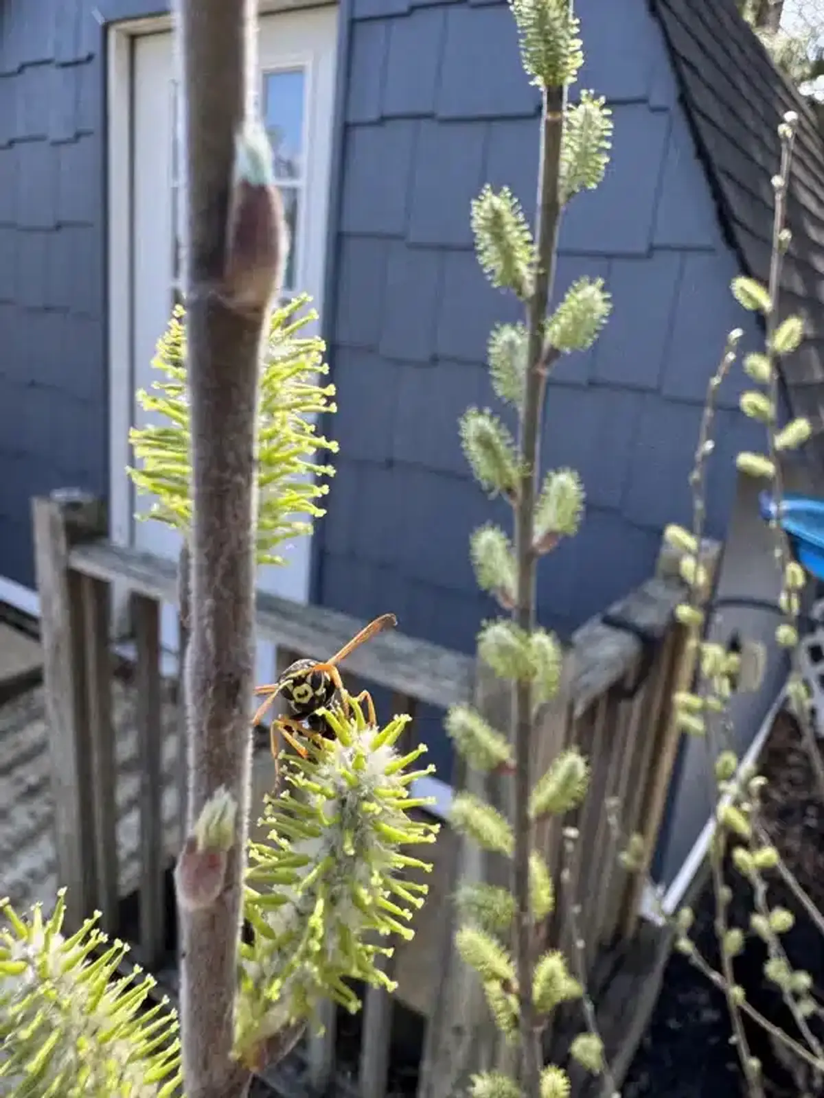 Wasp on Maryland residential deck