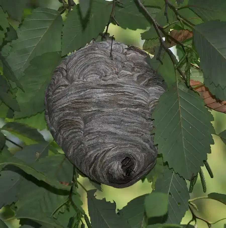 Wasp nest hanging in tree leaves