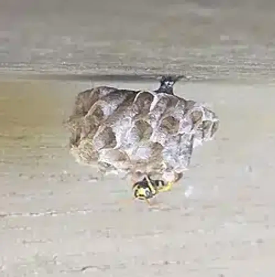 Wasp nest attached to wood surface.