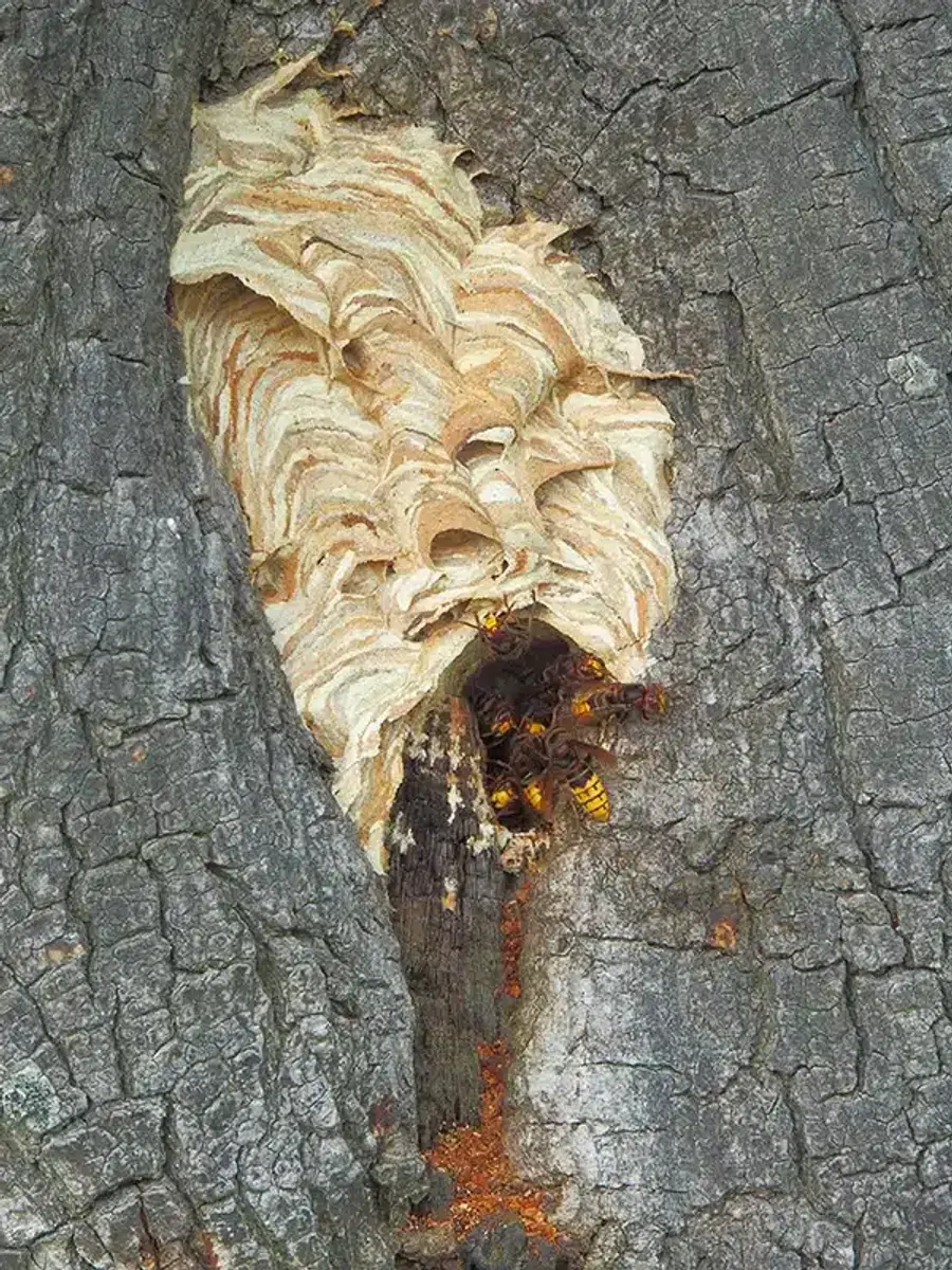 Wasp nest in tree bark