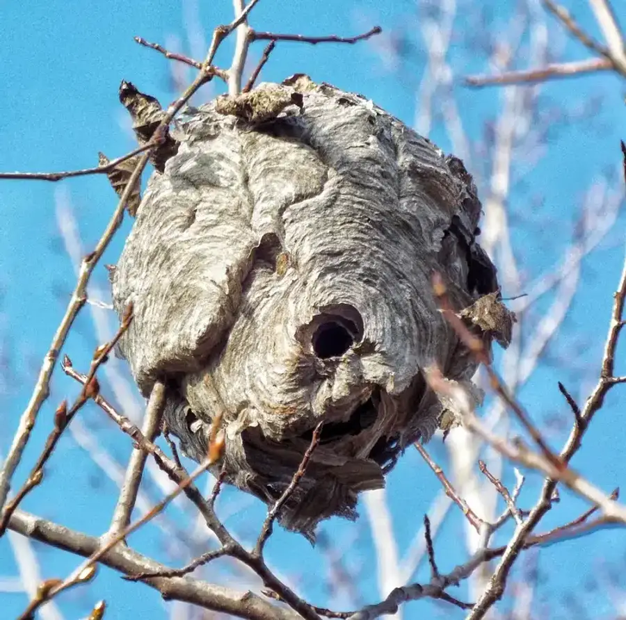 Wasp nest hanging in a tree