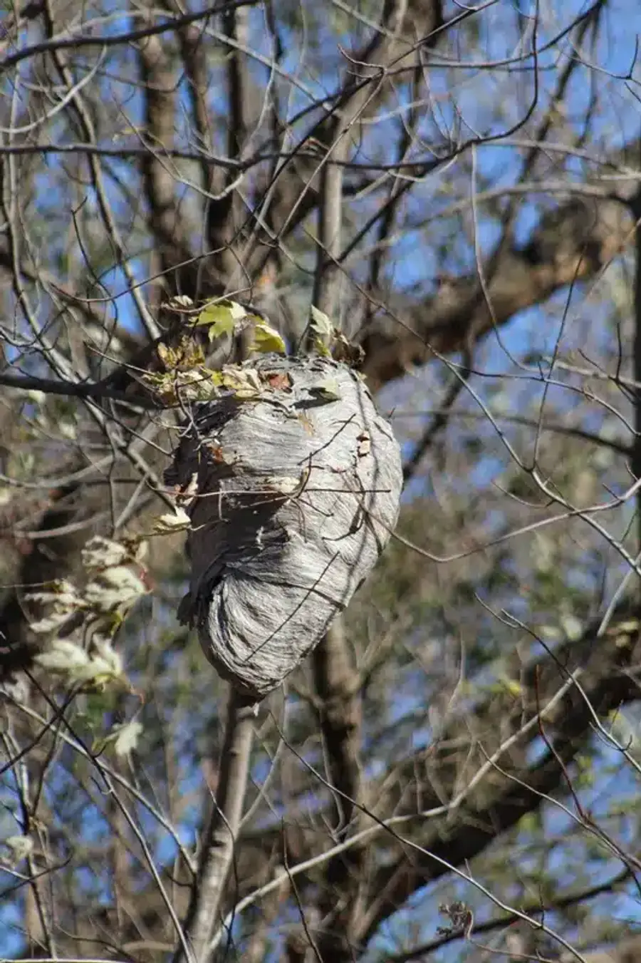 Wasp nest hanging from a tree branch