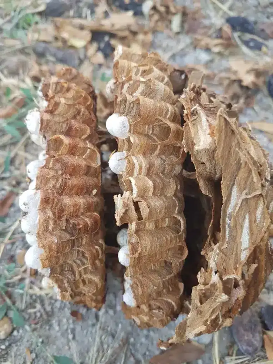 Wasp nest showing brown structure