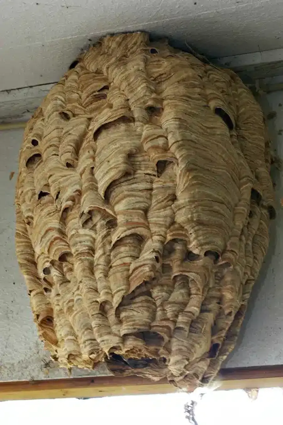 Large wasp nest hanging from ceiling