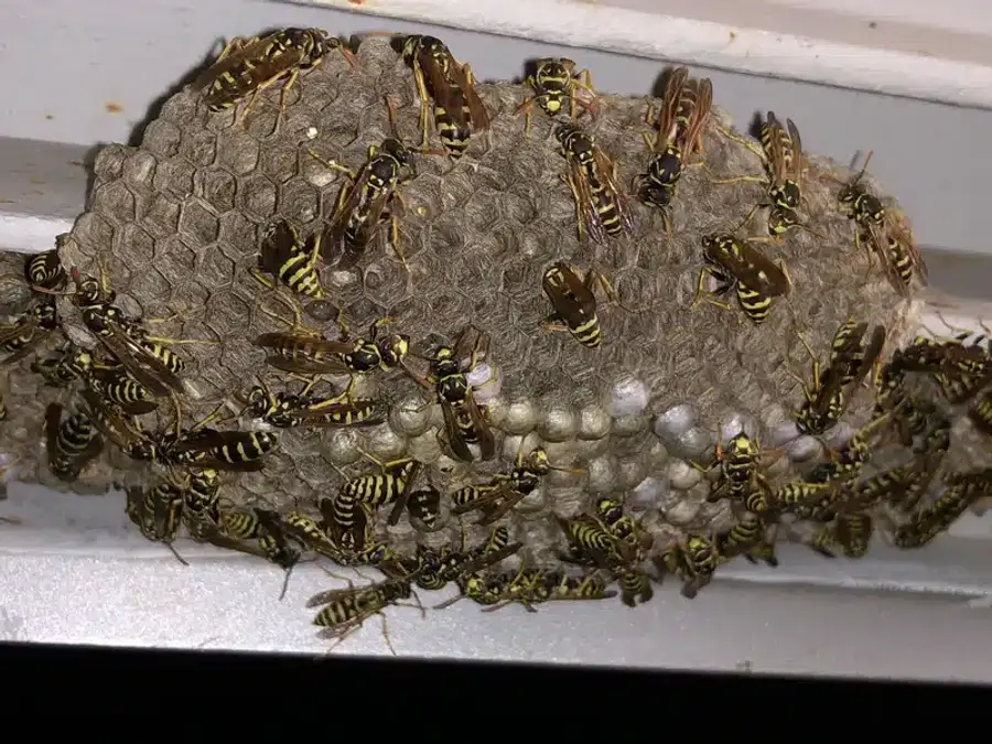 Yellow jacket wasps on a nest