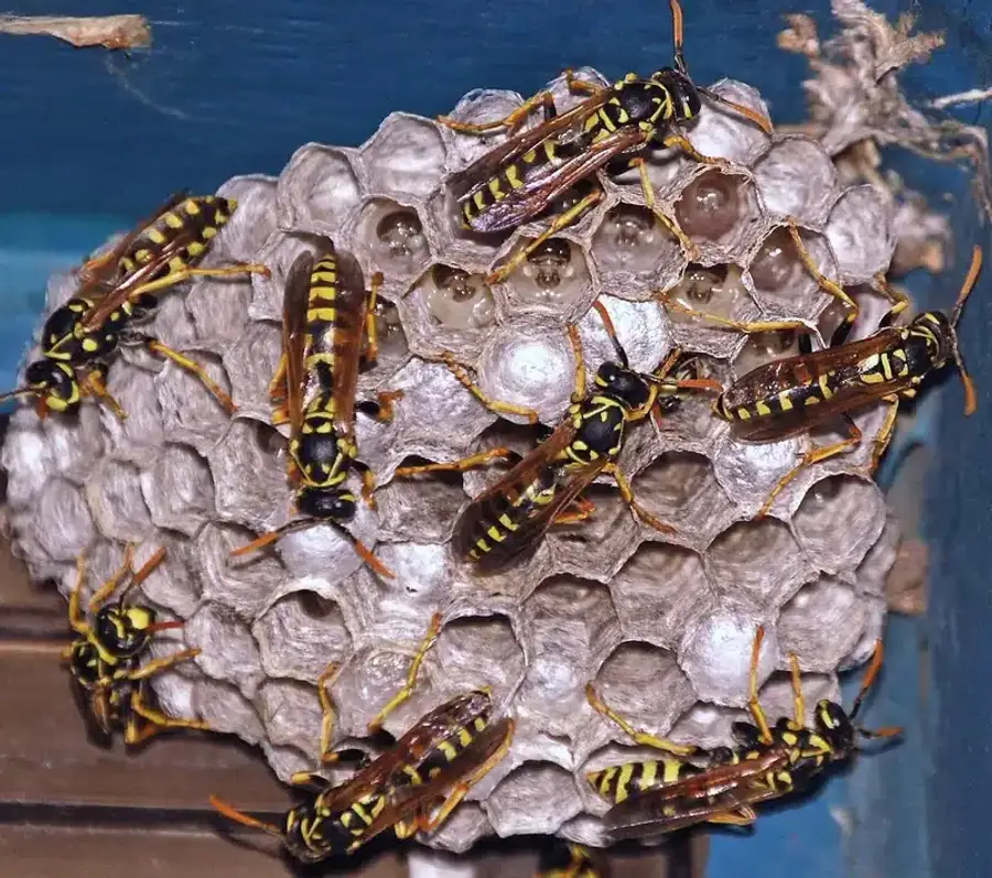 Wasp nest with yellow and black wasps
