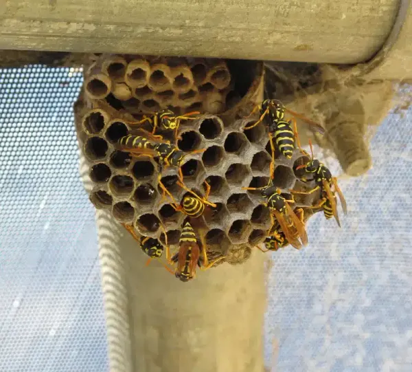 Types of Wasp Nests: How to Identify Them and Tell If They're Empty
