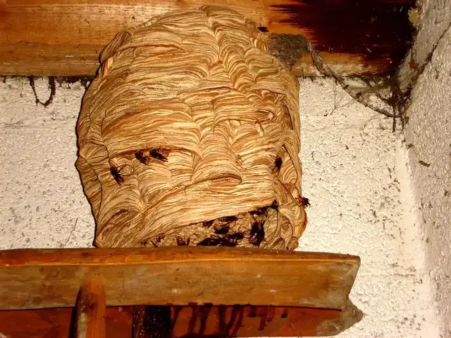 Hornet nest on a wooden structure showing paper comb construction