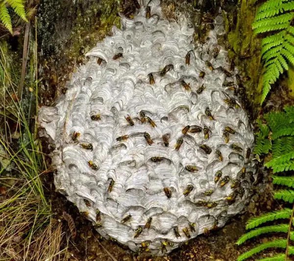 Wasp Nest Removal: Why Professionals Prevent Return Visits
