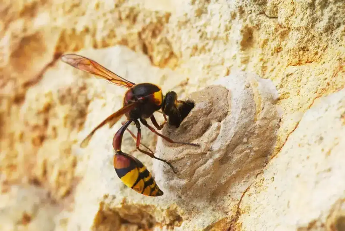 Wasp near nest on wall