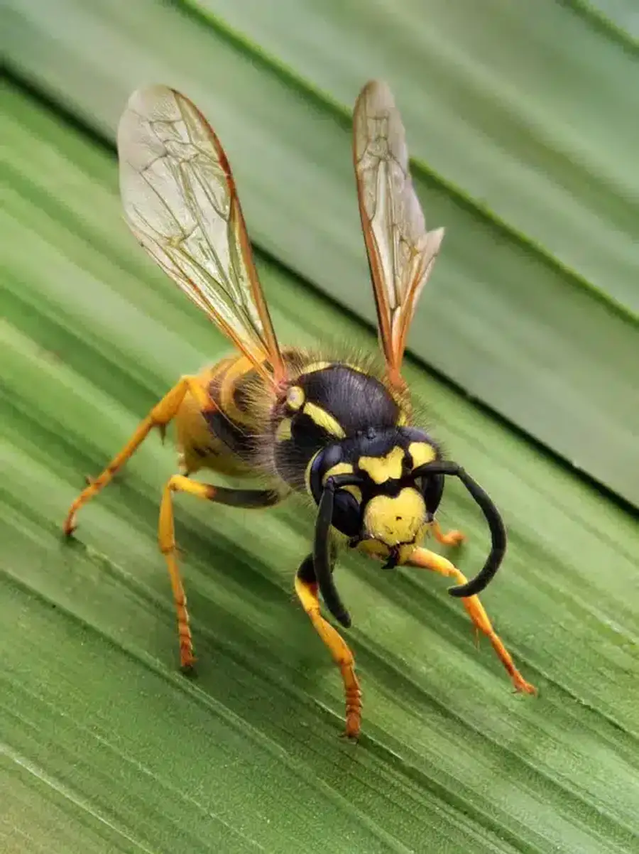 Close-up of a yellow wasp