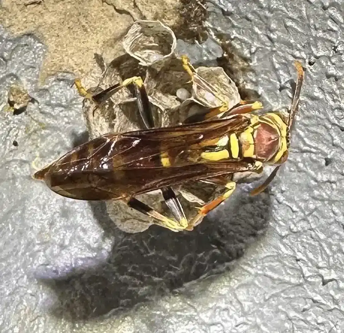 Wasp tending to a papery nest structure showing individual cells