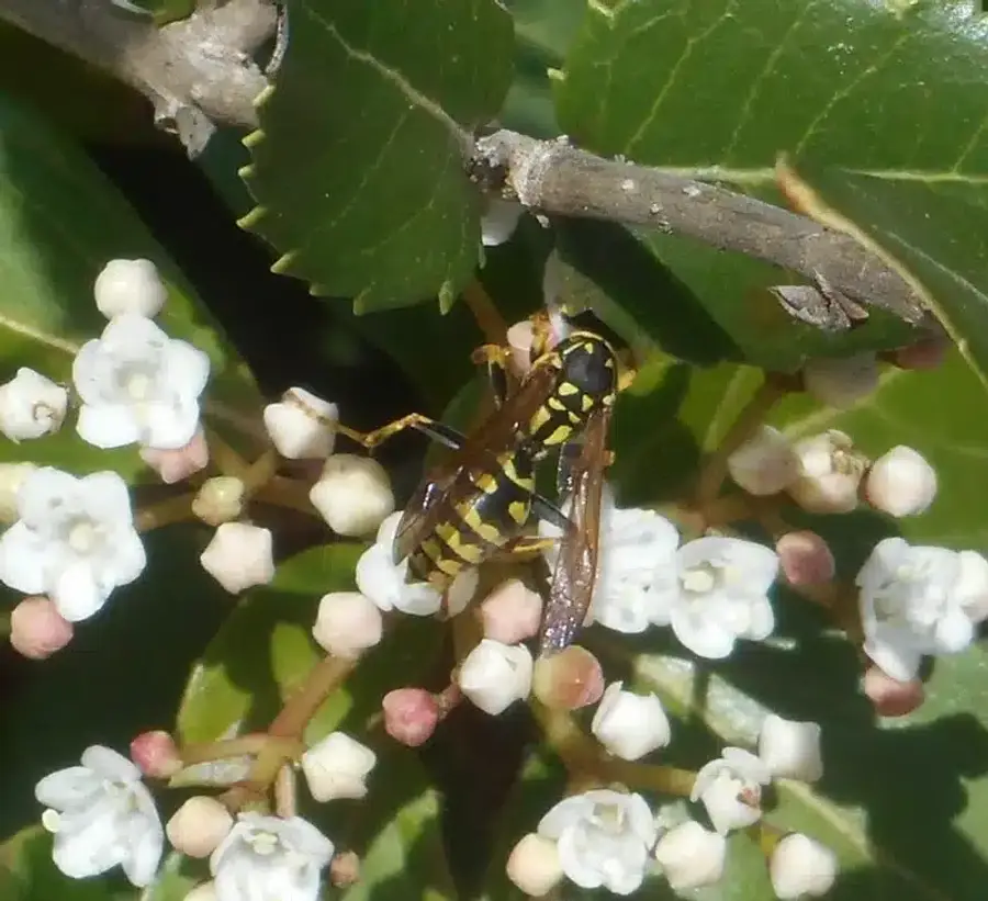 Wasp visiting small white flowers showing smooth body
