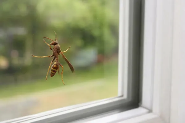 What Happens If You Kill a Wasp in Your House?