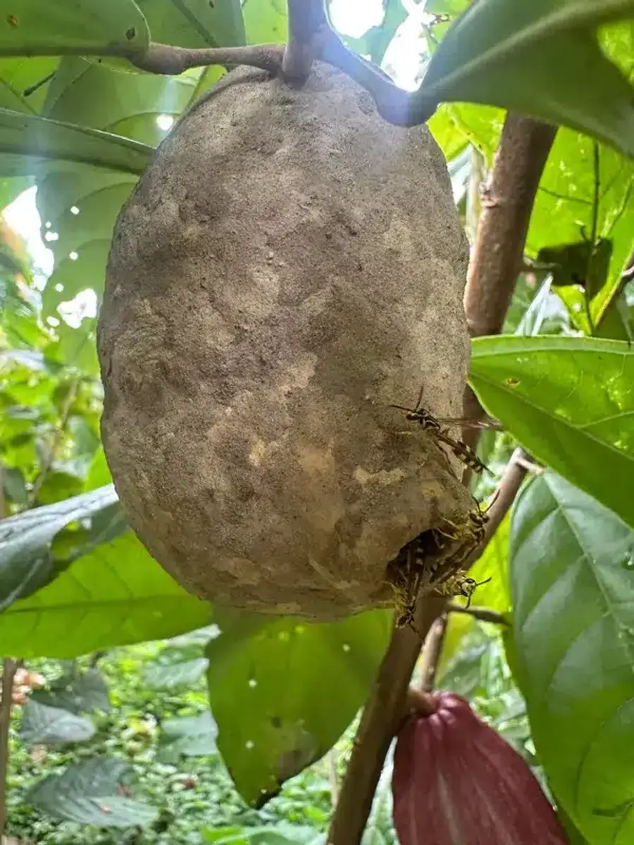 Large papery wasp nest in tree with visible entrance