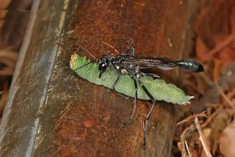 Wasp parasitizing a green caterpillar
