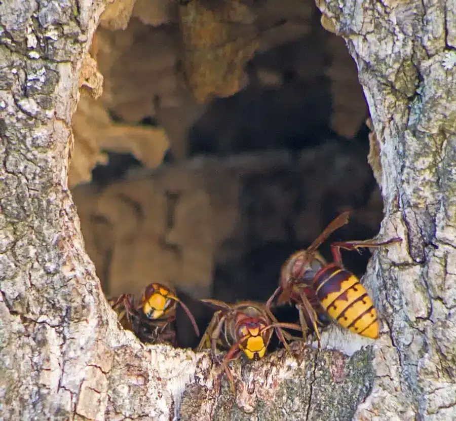 European hornets near a tree hollow entrance showing a typical nest location
