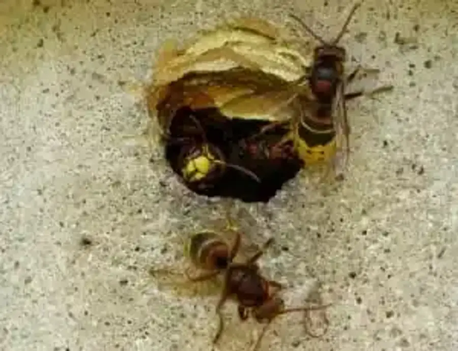 European hornets clustered near a nest entrance hole