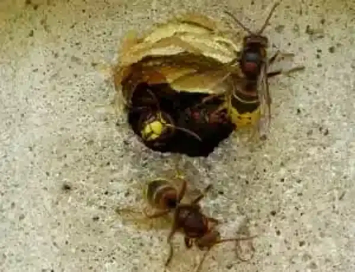 Wasps near a nest entrance