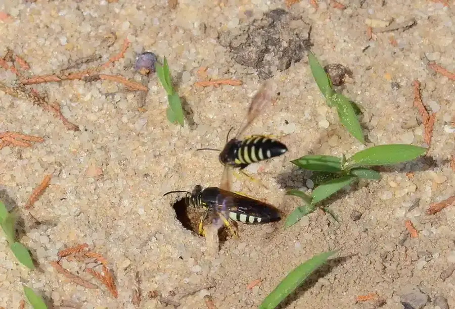 Two wasps near a sandy hole