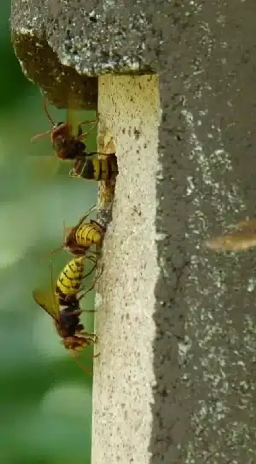 Wasps entering a wall crevice
