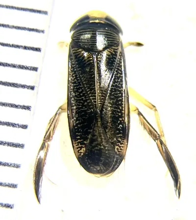 Top-down view of a water boatman showing its oval body and distinctive striped wing pattern