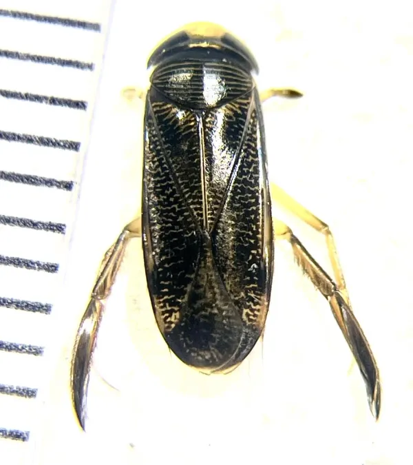 Top-down view of a water boatman showing its oval body and distinctive striped wing pattern
