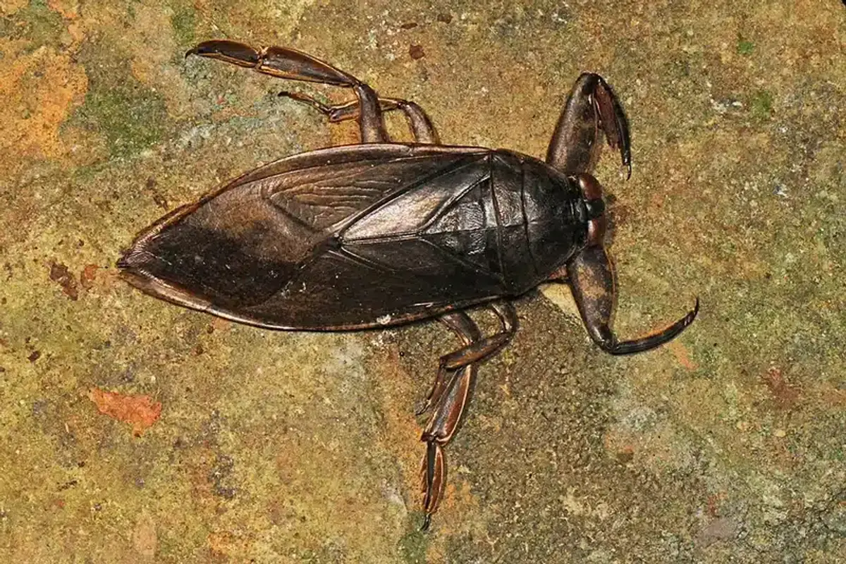 True water bug on rocky surface showing oval body and grasping front legs