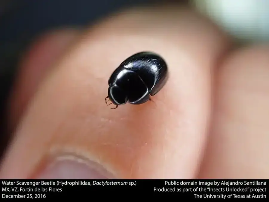 Water scavenger beetle on a finger