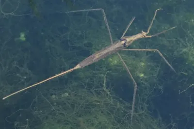 Top-down view of a water scorpion showing its elongated body and breathing tube in aquatic habitat