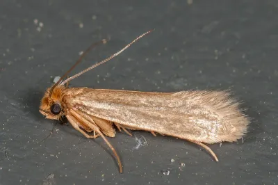 Close-up top-down view of a webbing clothes moth showing its characteristic golden-tan coloring and uniform wings