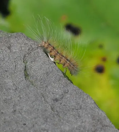 Fall webworm caterpillar showing distinctive hairy bristles crawling on rock surface