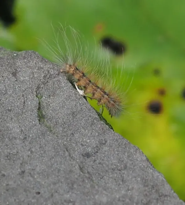 Fall webworm caterpillar showing distinctive hairy bristles crawling on rock surface