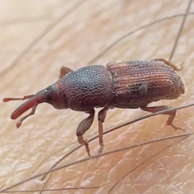 Close-up side view of a rice weevil showing its distinctive elongated snout and reddish-brown coloring