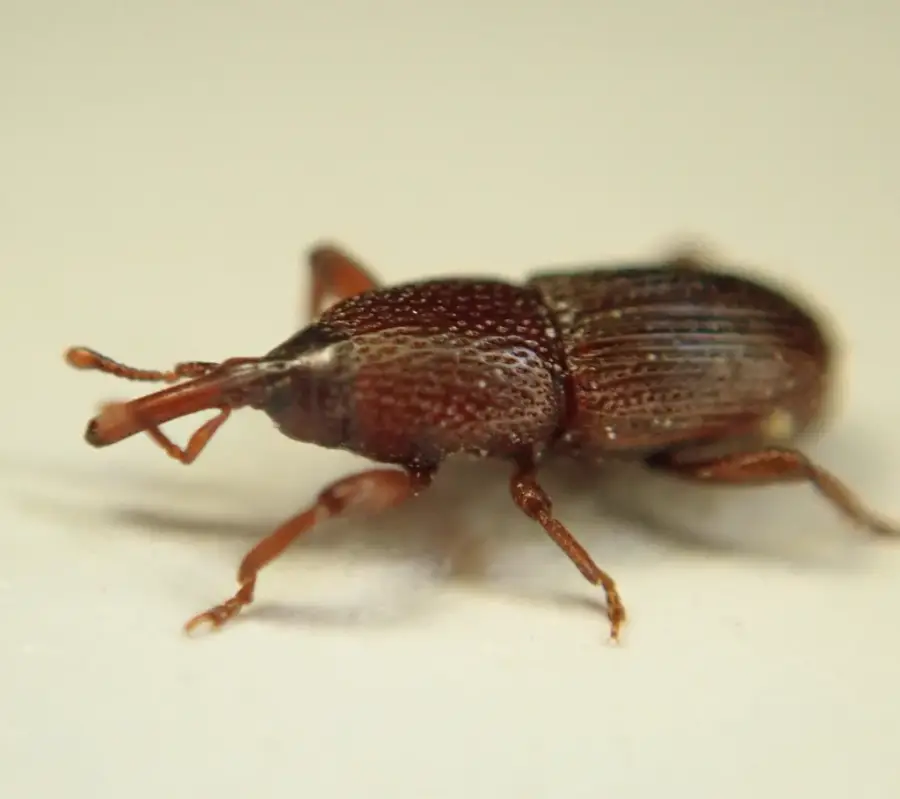 Side view of a granary weevil showing its long snout