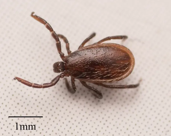 Top-down view of a Western black-legged tick showing its dark body and eight legs