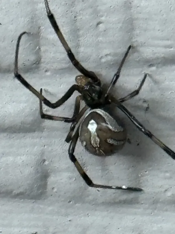 Western black widow spider on a wall showing glossy black body and rounded abdomen