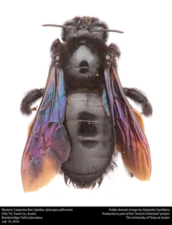 Do Carpenter Bees Sting? Get the Facts and Control Tips