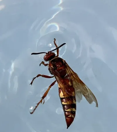 Top-down view of a western cicada killer wasp showing distinctive amber-orange body with yellow abdominal bands