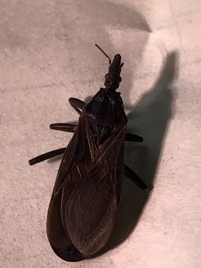 Top-down view of a western conenose bug showing its dark brown body and elongated cone-shaped head